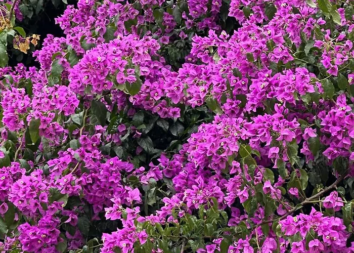 Praça Do Comércio Romantic